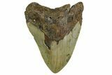 Fossil Megalodon Tooth - North Carolina #376927-1